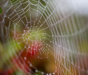 Preview wallpaper cobweb, drops, dew, wet, macro