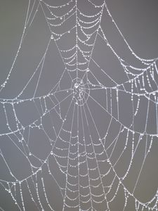 Preview wallpaper cobweb, drops, dew, rain, macro