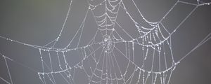 Preview wallpaper cobweb, drops, dew, rain, macro