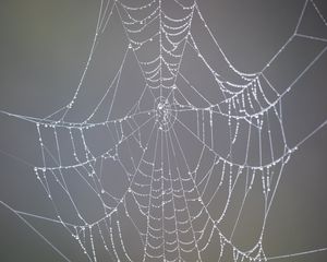 Preview wallpaper cobweb, drops, dew, rain, macro