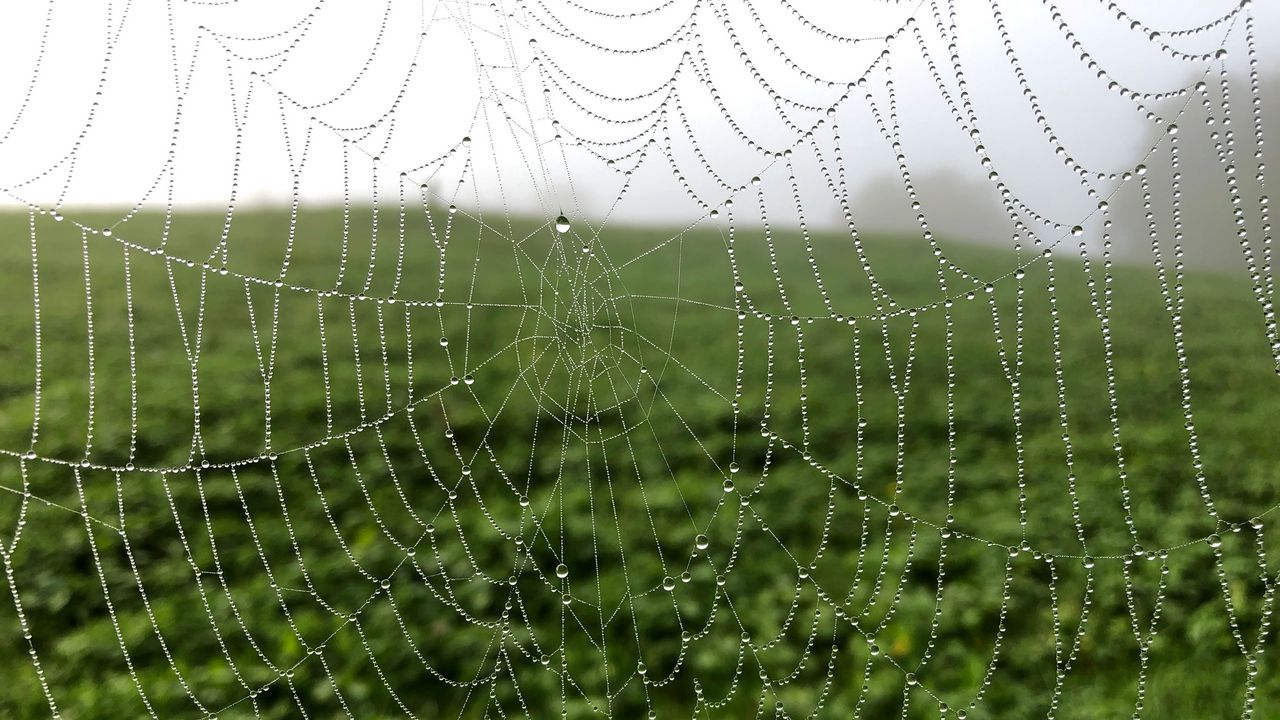 Wallpaper cobweb, drops, dew, macro, fog