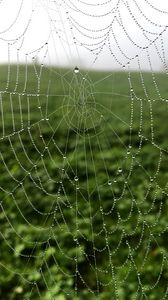 Preview wallpaper cobweb, drops, dew, macro, fog