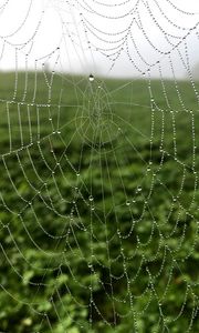 Preview wallpaper cobweb, drops, dew, macro, fog