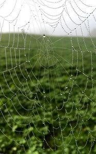 Preview wallpaper cobweb, drops, dew, macro, fog