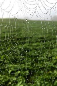 Preview wallpaper cobweb, drops, dew, macro, fog