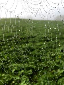 Preview wallpaper cobweb, drops, dew, macro, fog