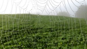 Preview wallpaper cobweb, drops, dew, macro, fog