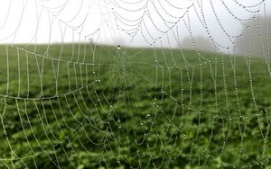 Preview wallpaper cobweb, drops, dew, macro, fog