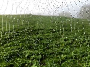 Preview wallpaper cobweb, drops, dew, macro, fog