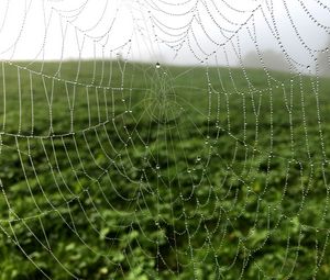 Preview wallpaper cobweb, drops, dew, macro, fog