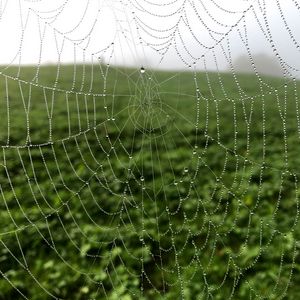 Preview wallpaper cobweb, drops, dew, macro, fog