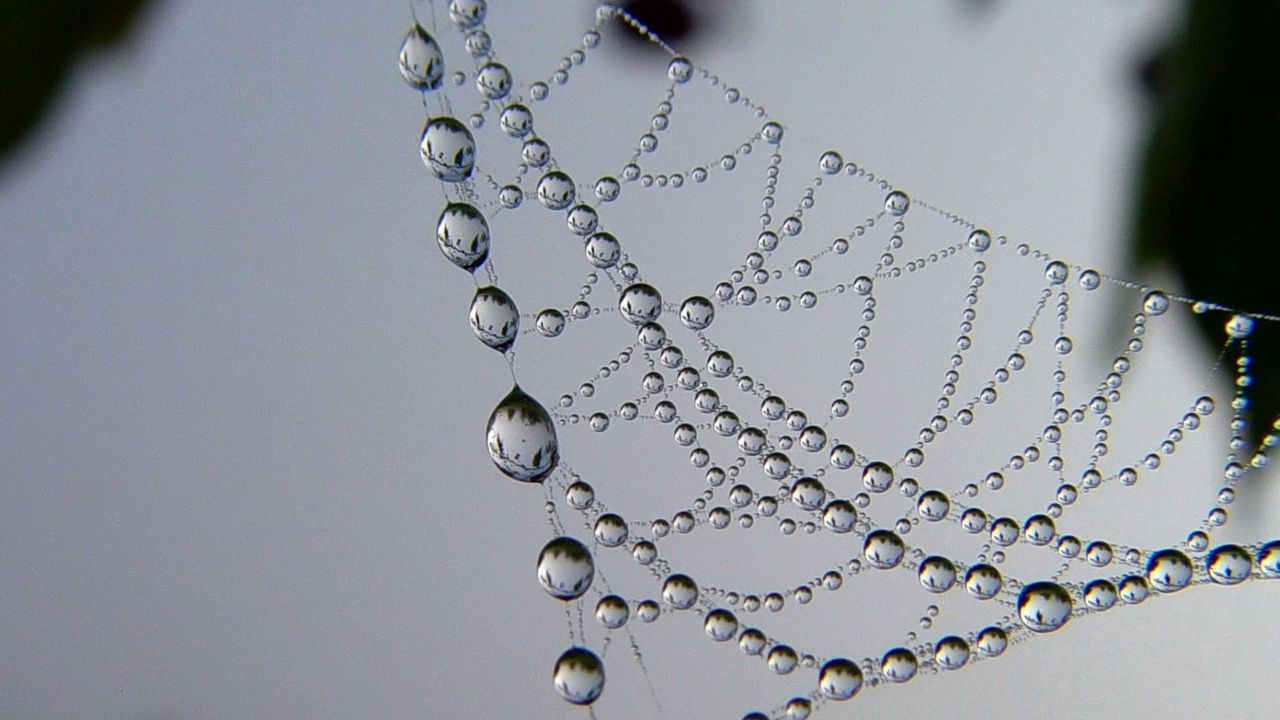 Wallpaper cobweb, drops, dew, light, shape