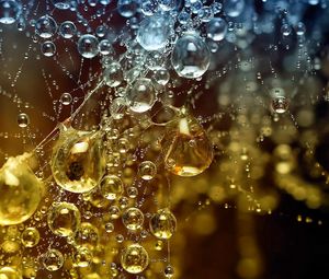 Preview wallpaper cobweb, drops, dew, morning