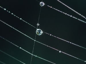 Preview wallpaper cobweb, drops, glare, macro, green