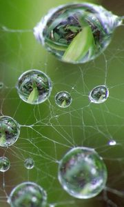 Preview wallpaper cobweb, drops, green, gray