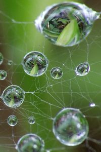 Preview wallpaper cobweb, drops, green, gray