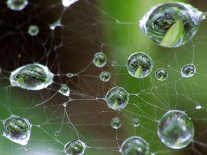 Preview wallpaper cobweb, drops, green, gray