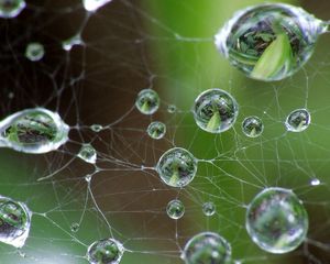 Preview wallpaper cobweb, drops, green, gray