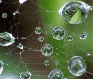 Preview wallpaper cobweb, drops, green, gray