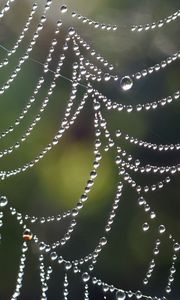 Preview wallpaper cobweb, drops, macro, blur, light