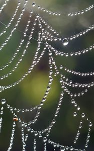 Preview wallpaper cobweb, drops, macro, blur, light