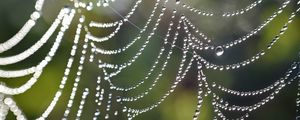 Preview wallpaper cobweb, drops, macro, blur, light