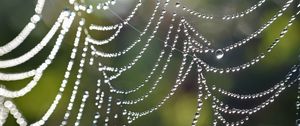 Preview wallpaper cobweb, drops, macro, blur, light