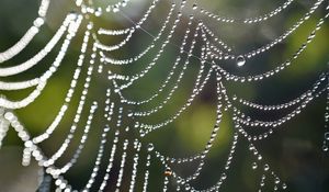 Preview wallpaper cobweb, drops, macro, blur, light