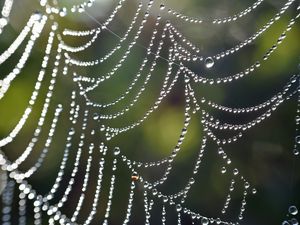 Preview wallpaper cobweb, drops, macro, blur, light