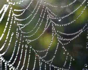 Preview wallpaper cobweb, drops, macro, blur, light