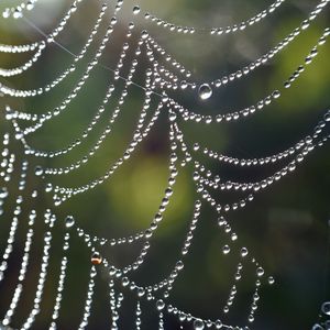 Preview wallpaper cobweb, drops, macro, blur, light