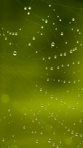 Preview wallpaper cobweb, drops, macro, green