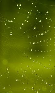 Preview wallpaper cobweb, drops, macro, green
