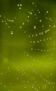 Preview wallpaper cobweb, drops, macro, green