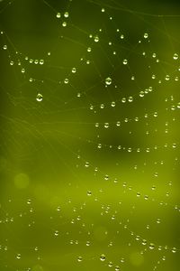 Preview wallpaper cobweb, drops, macro, green