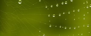 Preview wallpaper cobweb, drops, macro, green