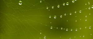 Preview wallpaper cobweb, drops, macro, green