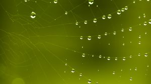 Preview wallpaper cobweb, drops, macro, green