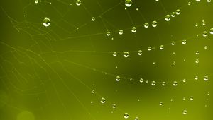 Preview wallpaper cobweb, drops, macro, green