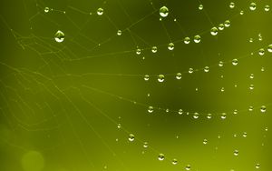 Preview wallpaper cobweb, drops, macro, green