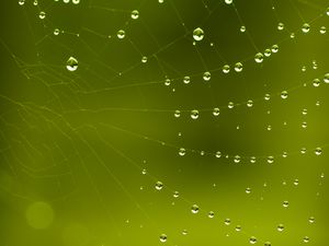 Preview wallpaper cobweb, drops, macro, green