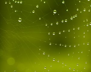 Preview wallpaper cobweb, drops, macro, green