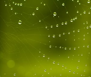 Preview wallpaper cobweb, drops, macro, green