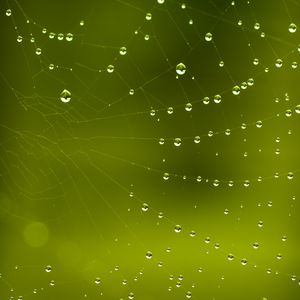 Preview wallpaper cobweb, drops, macro, green