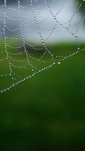 Preview wallpaper cobweb, drops, macro, water, blur