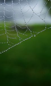 Preview wallpaper cobweb, drops, macro, water, blur