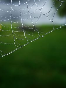 Preview wallpaper cobweb, drops, macro, water, blur