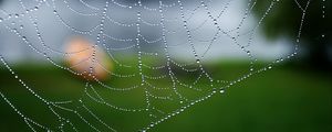 Preview wallpaper cobweb, drops, macro, water, blur