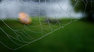 Preview wallpaper cobweb, drops, macro, water, blur