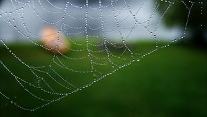 Preview wallpaper cobweb, drops, macro, water, blur